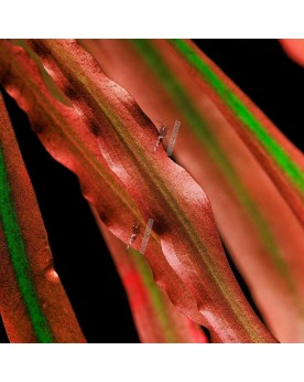 Cryptocoryne Spiralis  Red  - en pot